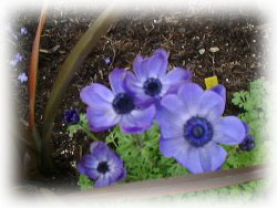 anemone anemone
